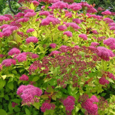 Спірея японська Голден Карпет | Спирея японская Голден Карпет | Spiraea japonica Golden Carpet