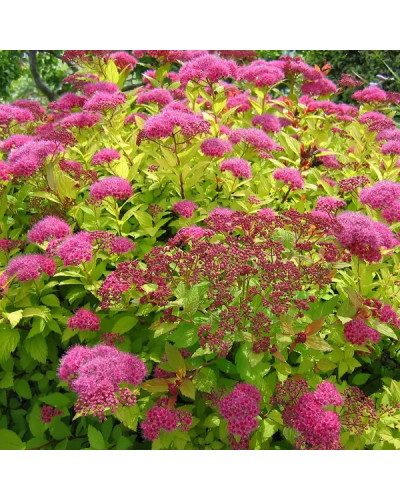 Спірея японська Голден Карпет | Спирея японская Голден Карпет | Spiraea japonica Golden Carpet