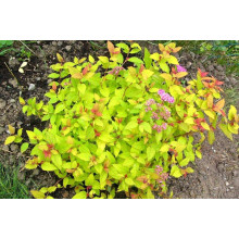 Спірея японська Голден Карпет | Спирея японская Голден Карпет | Spiraea japonica Golden Carpet