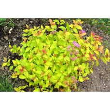Спірея японська Голден Карпет | Спирея японская Голден Карпет | Spiraea japonica Golden Carpet