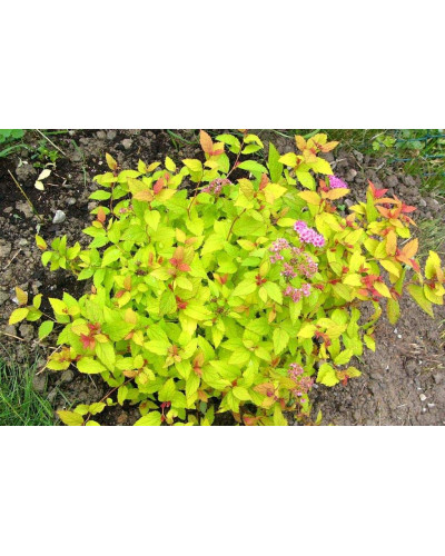 Спірея японська Голден Карпет | Спирея японская Голден Карпет | Spiraea japonica Golden Carpet