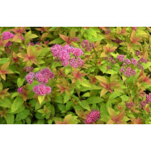Спірея японська Голден Карпет | Спирея японская Голден Карпет | Spiraea japonica Golden Carpet