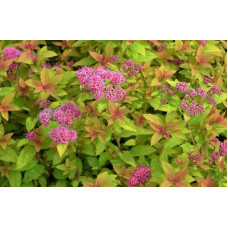 Спірея японська Голден Карпет | Спирея японская Голден Карпет | Spiraea japonica Golden Carpet