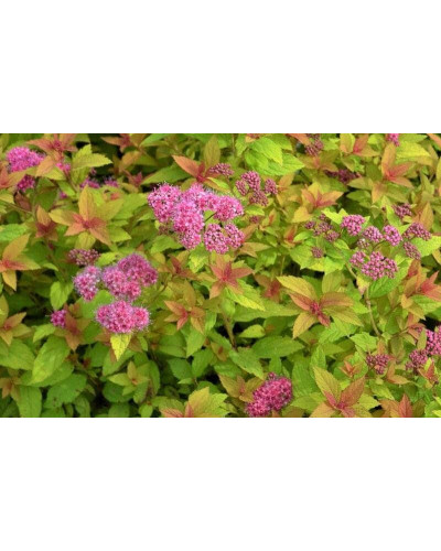 Спірея японська Голден Карпет | Спирея японская Голден Карпет | Spiraea japonica Golden Carpet
