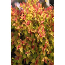 Спірея японська Голдфлейм | Спирея японская Голдфлейм | Spiraea japonica Goldflame