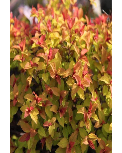 Спірея японська Голдфлейм | Спирея японская Голдфлейм | Spiraea japonica Goldflame