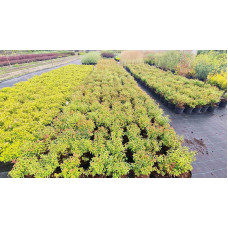 Спірея японська Голдфлейм | Спирея японская Голдфлейм | Spiraea japonica Goldflame