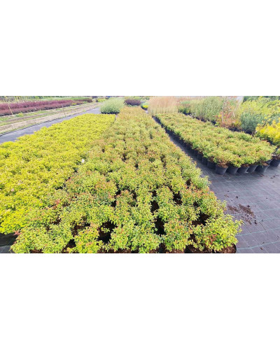 Спірея японська Голдфлейм | Спирея японская Голдфлейм | Spiraea japonica Goldflame