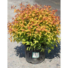 Спірея японська Голдфлейм | Спирея японская Голдфлейм | Spiraea japonica Goldflame