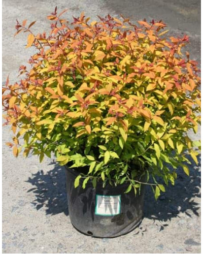 Спірея японська Голдфлейм | Спирея японская Голдфлейм | Spiraea japonica Goldflame