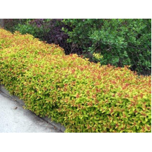 Спірея японська Голдфлейм | Спирея японская Голдфлейм | Spiraea japonica Goldflame
