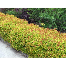 Спірея японська Голдфлейм | Спирея японская Голдфлейм | Spiraea japonica Goldflame