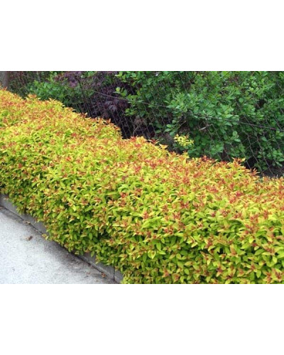 Спірея японська Голдфлейм | Спирея японская Голдфлейм | Spiraea japonica Goldflame