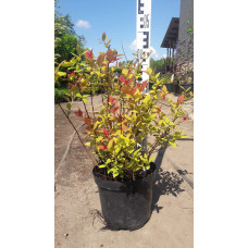 Спірея японська Голдфлейм | Спирея японская Голдфлейм | Spiraea japonica Goldflame