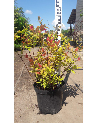 Спірея японська Голдфлейм | Спирея японская Голдфлейм | Spiraea japonica Goldflame
