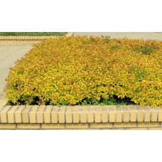 Спірея японська Голдфлейм | Спирея японская Голдфлейм | Spiraea japonica Goldflame