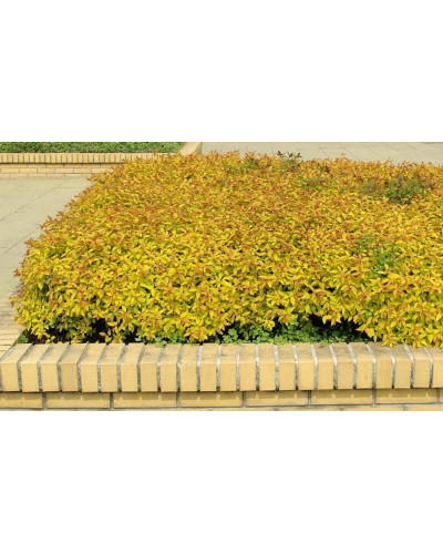 Спірея японська Голдфлейм | Спирея японская Голдфлейм | Spiraea japonica Goldflame