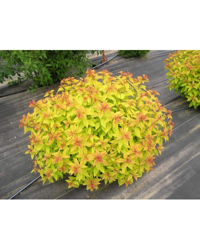Спірея японська Голдфлейм | Спирея японская Голдфлейм | Spiraea japonica Goldflame