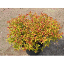 Спірея японська Голдфлейм | Спирея японская Голдфлейм | Spiraea japonica Goldflame