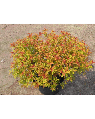 Спірея японська Голдфлейм | Спирея японская Голдфлейм | Spiraea japonica Goldflame