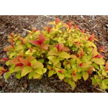 Спірея японська Голдфлейм | Спирея японская Голдфлейм | Spiraea japonica Goldflame