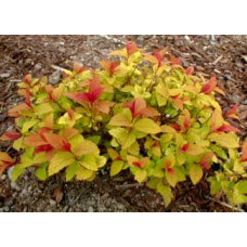 Спірея японська Голдфлейм | Спирея японская Голдфлейм | Spiraea japonica Goldflame