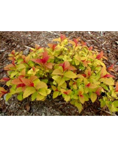 Спірея японська Голдфлейм | Спирея японская Голдфлейм | Spiraea japonica Goldflame