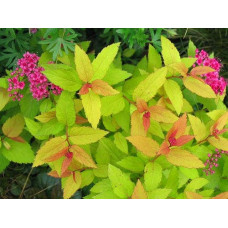 Спірея японська Голдфлейм | Спирея японская Голдфлейм | Spiraea japonica Goldflame