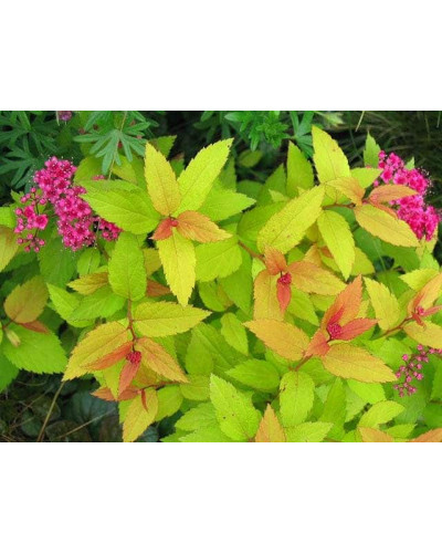 Спірея японська Голдфлейм | Спирея японская Голдфлейм | Spiraea japonica Goldflame