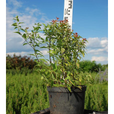 Спірея японська Голдфлейм | Спирея японская Голдфлейм | Spiraea japonica Goldflame
