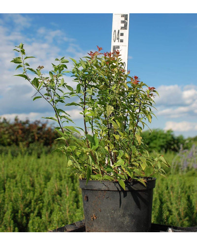 Спірея японська Голдфлейм | Спирея японская Голдфлейм | Spiraea japonica Goldflame