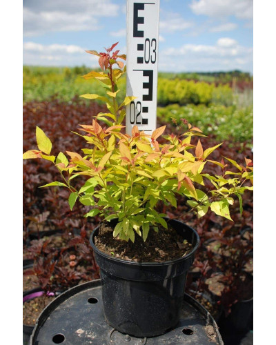 Спірея японська Голдфлейм | Спирея японская Голдфлейм | Spiraea japonica Goldflame