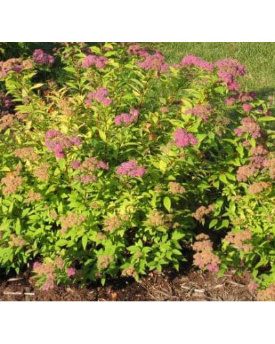 Спірея японська Голдфлейм | Спирея японская Голдфлейм | Spiraea japonica Goldflame