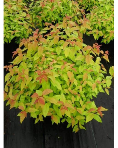 Спірея японська Голдфлейм | Спирея японская Голдфлейм | Spiraea japonica Goldflame