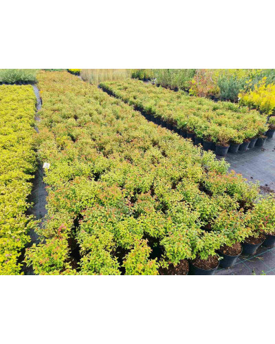 Спірея японська Голдфлейм | Спирея японская Голдфлейм | Spiraea japonica Goldflame