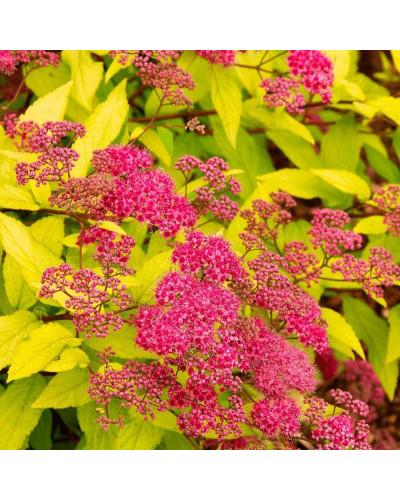 Спірея японська Голдфлейм | Спирея японская Голдфлейм | Spiraea japonica Goldflame