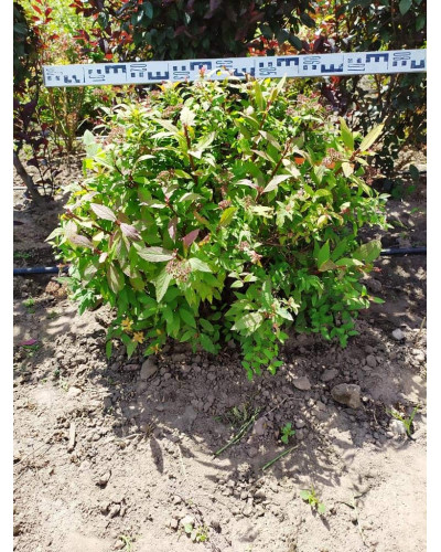 Спірея японська Голдфлейм | Спирея японская Голдфлейм | Spiraea japonica Goldflame