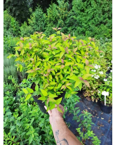 Спірея японська Голдфлейм | Спирея японская Голдфлейм | Spiraea japonica Goldflame