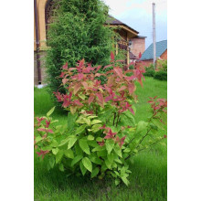 Спірея японська Макрофілла | Спирея японская Макрофилла | Spiraea japonica Macrophylla