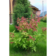 Спірея японська Макрофілла | Спирея японская Макрофилла | Spiraea japonica Macrophylla