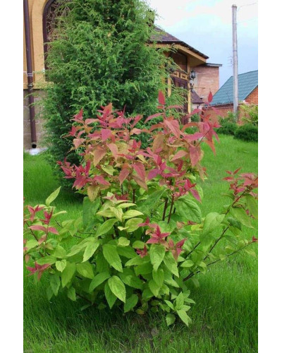 Спірея японська Макрофілла | Спирея японская Макрофилла | Spiraea japonica Macrophylla