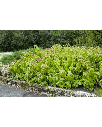 Спірея японська Макрофілла | Спирея японская Макрофилла | Spiraea japonica Macrophylla