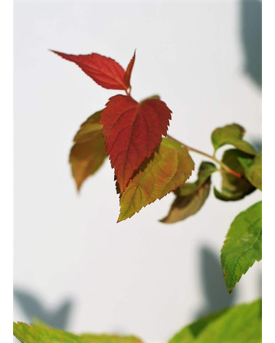 Спірея японська Макрофілла | Спирея японская Макрофилла | Spiraea japonica Macrophylla