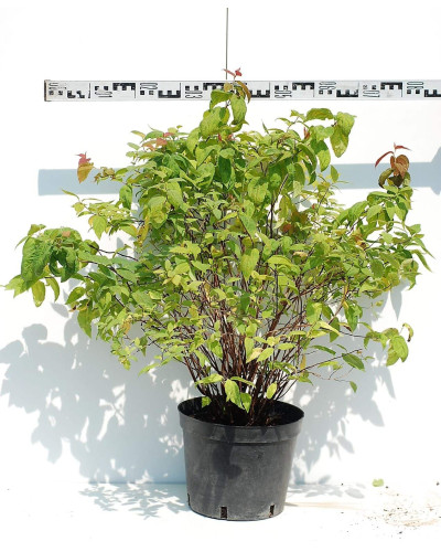Спірея японська Макрофілла | Спирея японская Макрофилла | Spiraea japonica Macrophylla