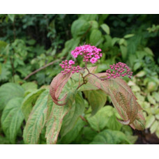 Спірея японська Макрофілла | Спирея японская Макрофилла | Spiraea japonica Macrophylla