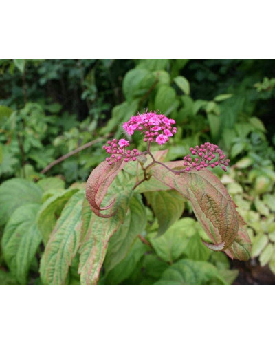 Спірея японська Макрофілла | Спирея японская Макрофилла | Spiraea japonica Macrophylla