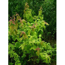 Спірея японська Макрофілла | Спирея японская Макрофилла | Spiraea japonica Macrophylla