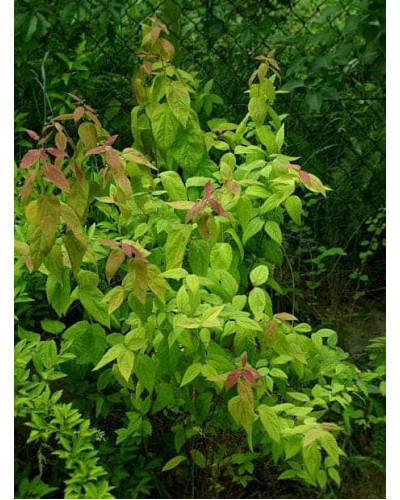 Спірея японська Макрофілла | Спирея японская Макрофилла | Spiraea japonica Macrophylla