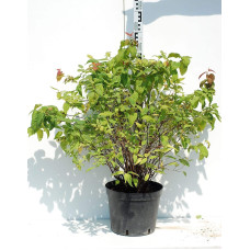 Спірея японська Макрофілла | Спирея японская Макрофилла | Spiraea japonica Macrophylla