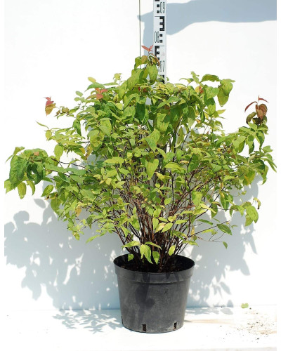 Спірея японська Макрофілла | Спирея японская Макрофилла | Spiraea japonica Macrophylla